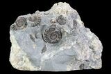 Ammonite (Promicroceras) Cluster - Somerset, England #86244-1